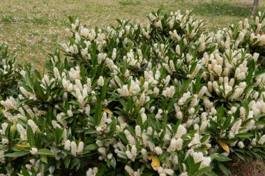 Prunus laurocerasus Otto Luyken shrub in bloom
