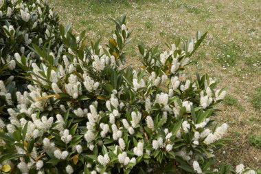 Prunus laurocerasus Otto Luyken shrub in bloom