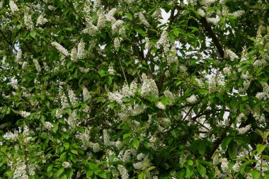 Prunus padus beyaz çiçek