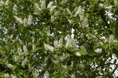 Prunus padus beyaz çiçek