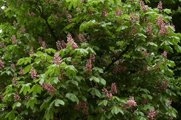 Árvore Aesculus Carnea Flor — Fotografia de Stock