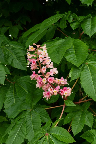 Aesculus carnea ağacı çiçek açtı.