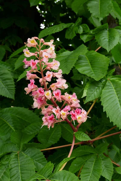 Aesculus carnea ağacı çiçek açtı.