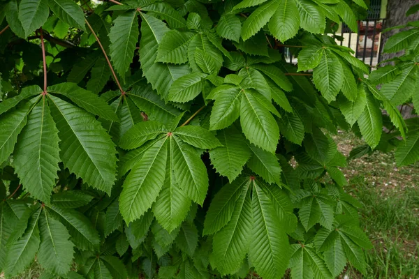 Textured Leaves Aesculus Carnea Tree — Stok fotoğraf