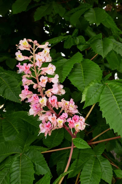 Aesculus Carnea Arbre Fleurs — Photo