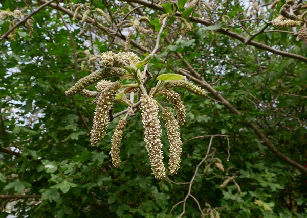 Broussonetia Papyrifera Bloom — Foto Stock