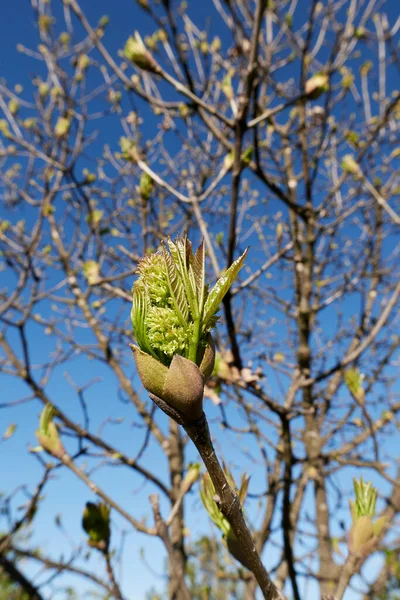Fraxinus Ornus Tree Fresh Buds — Φωτογραφία Αρχείου