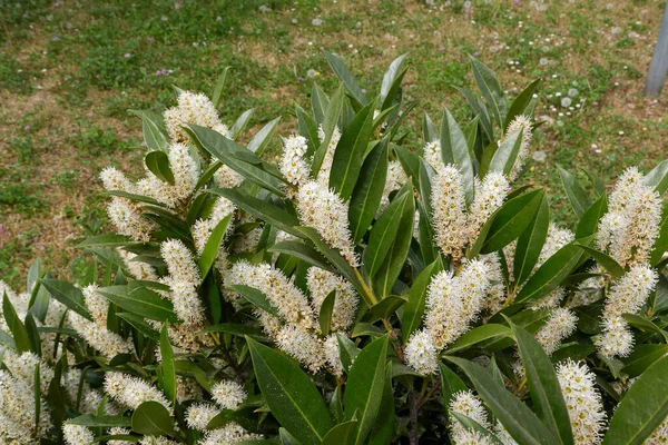 Prunus laurocerasus Otto Luyken çiçek açmış.