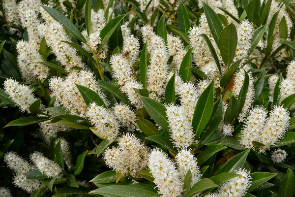Prunus laurocerasus Otto Luyken çiçek açmış.