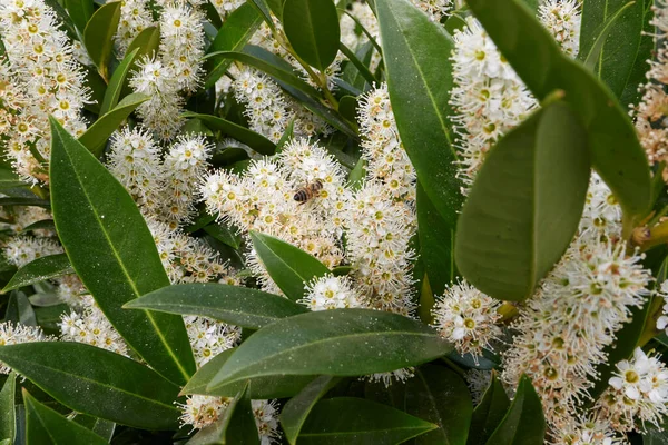 Prunus laurocerasus Otto Luyken çiçek açmış.
