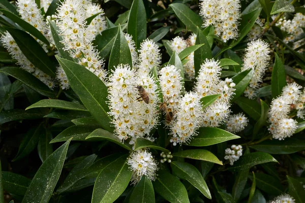 Prunus Laurocerasus Otto Luyken Shrub Bloom — Foto Stock