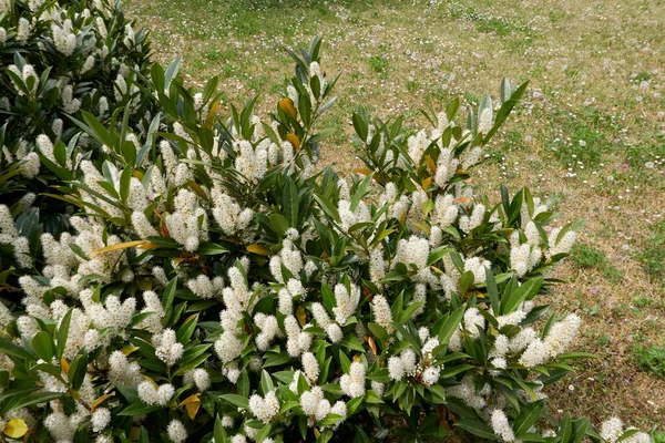 Prunus Laurocerasus Luyken Shrub Bloom — стоковое фото