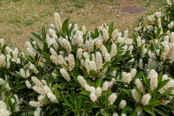 Prunus laurocerasus Otto Luyken çiçek açmış.
