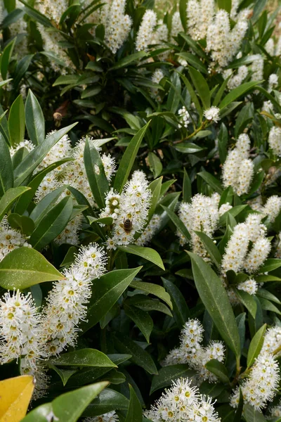 Prunus laurocerasus Otto Luyken çiçek açmış.