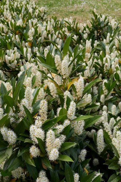 Prunus laurocerasus Otto Luyken çiçek açmış.