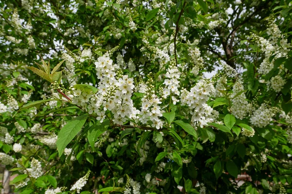 Prunus Padus Flor Branca — Fotografia de Stock