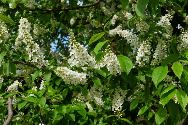 Prunus Padus White Blossom — Stockfoto