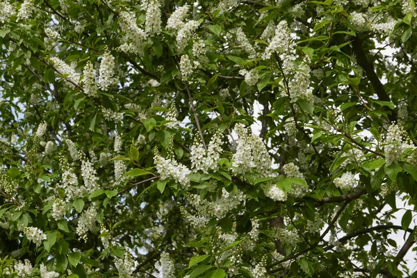 Prunus padus beyaz çiçek