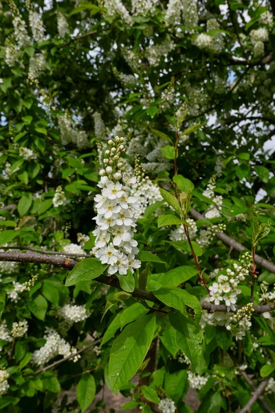 Prunus Padus Vit Blomma — Stockfoto