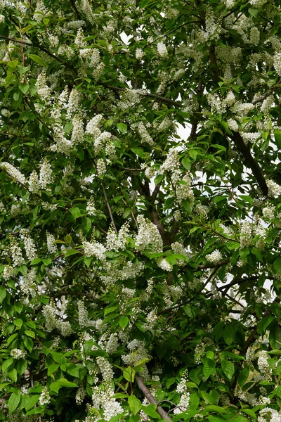 Prunus padus beyaz çiçek