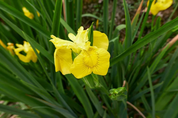 Iris Pseudacorus Flores Amarelas — Fotografia de Stock