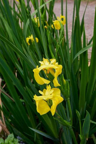 Κίτρινα Άνθη Του Είδους Iris Pseudacorus — Φωτογραφία Αρχείου