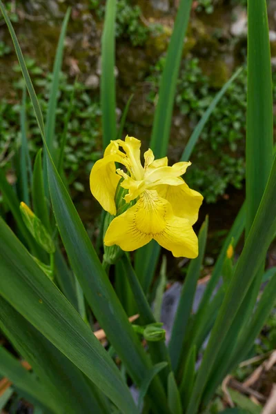 Iris Pseudacorus Flores Amarelas — Fotografia de Stock