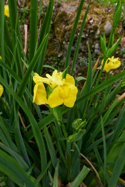 Iris Pseudacorus Flores Amarelas — Fotografia de Stock