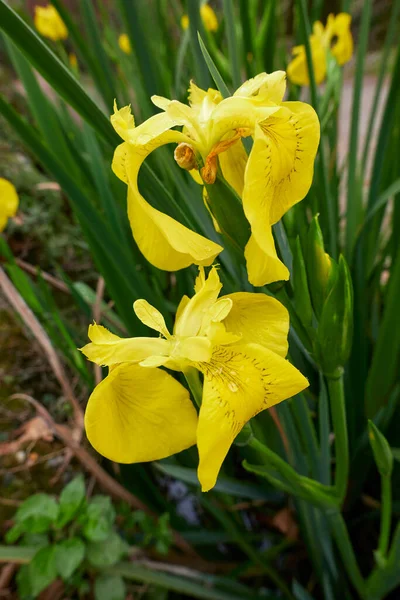 Iris Pseudacorus Sárga Virágok — Stock Fotó