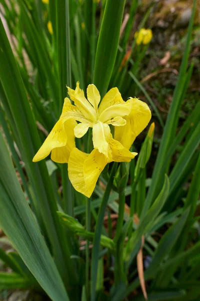 Iris Pseudacorus Flores Amarelas — Fotografia de Stock