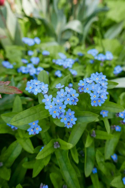 Myosotis Sylvatica Mavi Çiçekler — Stok fotoğraf