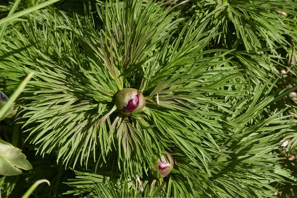 Paeonia Tenuifolia Voller Blüte — Stockfoto