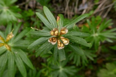 Eranthis hyemalis taptaze tohumlar