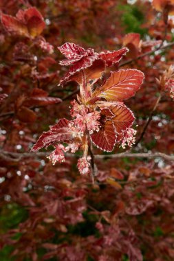 Fagus sylvatica purpurea ağacı çiçek açtı