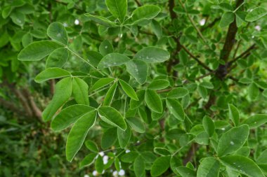 Laburnum anagyroidleri çiçek açtı