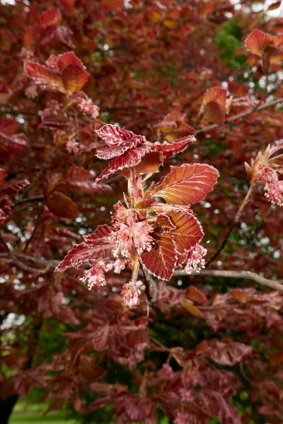 Fagus Sylvatica Purpurea Drzewo Rozkwicie — Zdjęcie stockowe