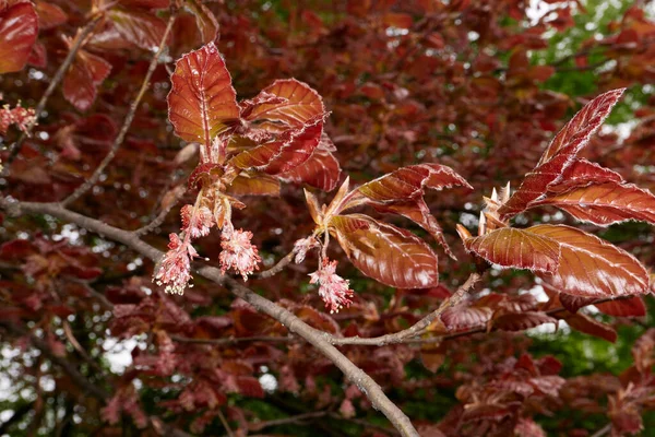 Fagus Sylvatica Purpurea Tree Bloom - Stock-foto