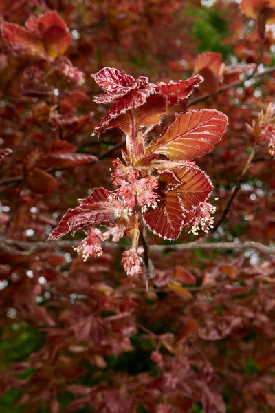 Fagus Sylvatica Purpurea Tree Bloom — Stock Photo, Image