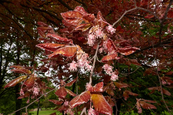 Fagus Sylvatica Purpurea Tree Bloom — Stock Photo, Image
