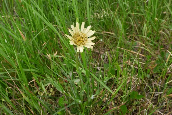 Tragopogon Dubius Yellow Flower Close — Stock Photo, Image