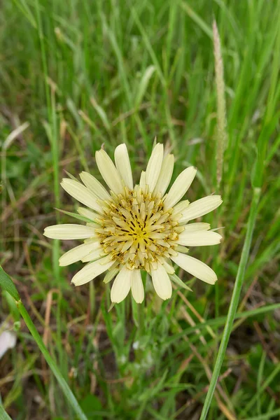 Tragopogon Dubius Sarı Çiçek Yaklaş — Stok fotoğraf
