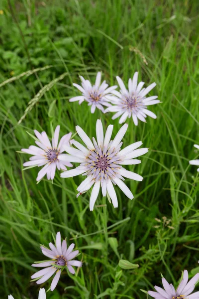 Tragopogon Porrifolius Flor — Foto de Stock