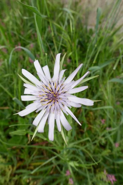 Tragopogon Porrifolius Fleurs — Photo