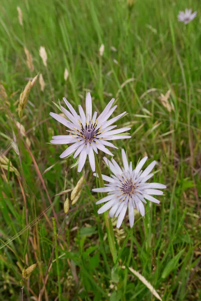 Tragopogon Porrifolius Flor — Foto de Stock