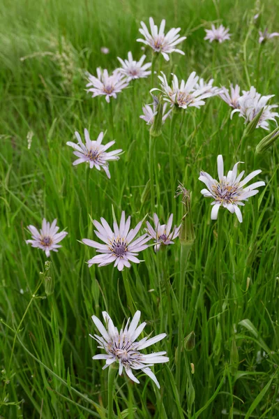 Tragopogon Porrifolius Bloom — Stock fotografie