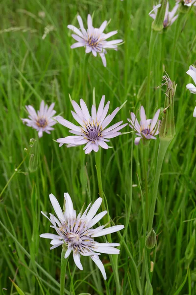 Tragopogon Porrifolius Flor — Foto de Stock