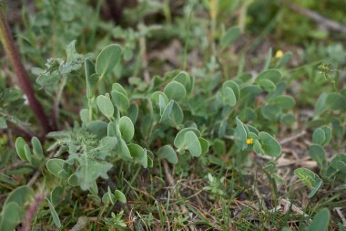 Coronilla akrepleri yaklaşıyor.