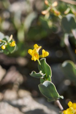 Coronilla scorpioides close up