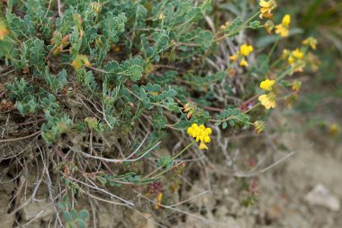 Coronilla vajinalis çiçeği ve yaprakları
