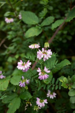 Securigera çiçek açmış.